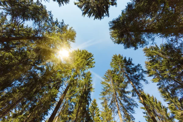 Forest in German Eifel region — Stock Photo, Image