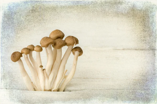 Painterly mushrooms on wood — Stock Photo, Image