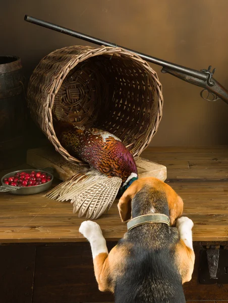 Жучок, играющий охотничьей собакой — стоковое фото