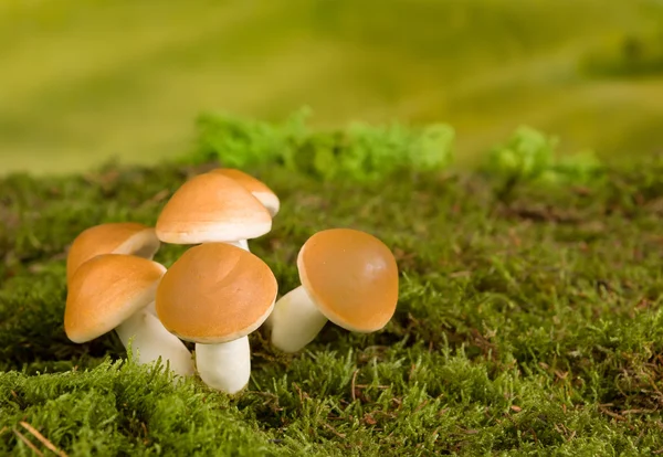 Cogumelos castanhos cena de conto de fadas — Fotografia de Stock
