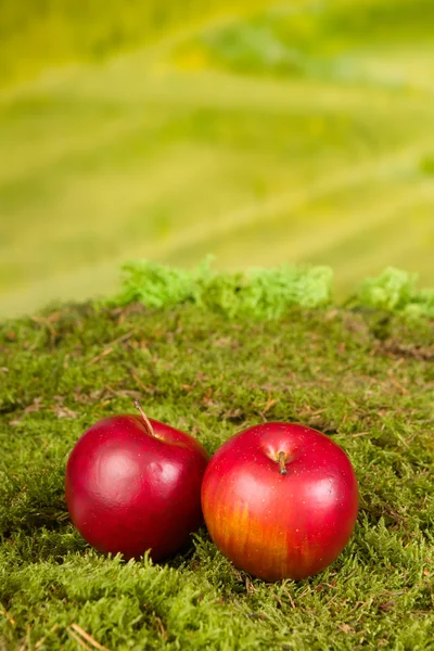 Manzanas sobre musgo — Foto de Stock