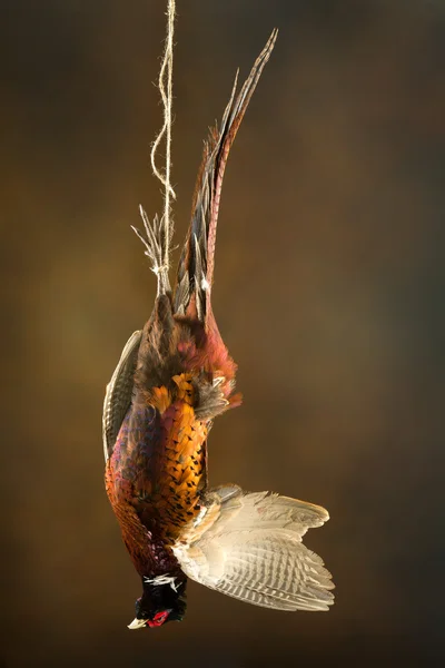 Old master hanging pheasant — Stock Photo, Image