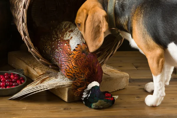 Ørn jagt hund - Stock-foto