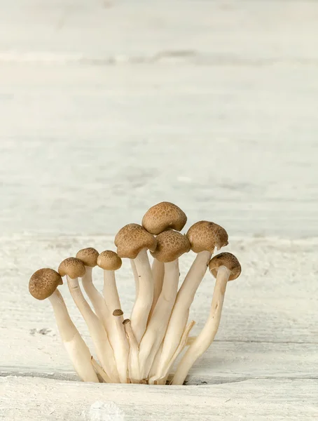 Edible mushrooms on white table — Stock Photo, Image