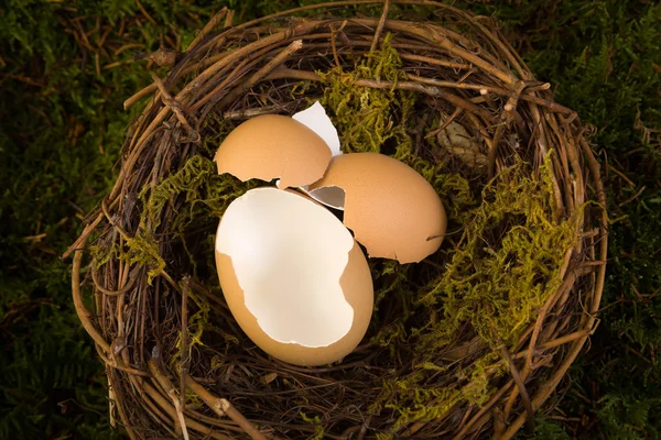 Baby nest digital backdrop — Stock Photo, Image