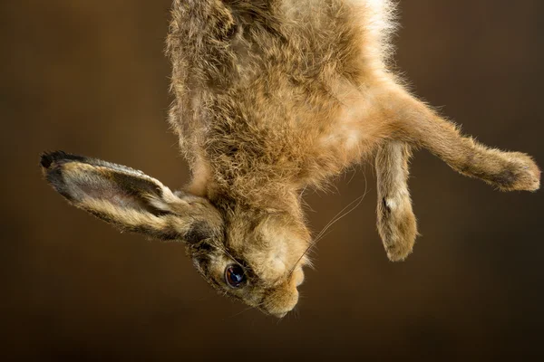 Dead hare closeup — Stock Photo, Image