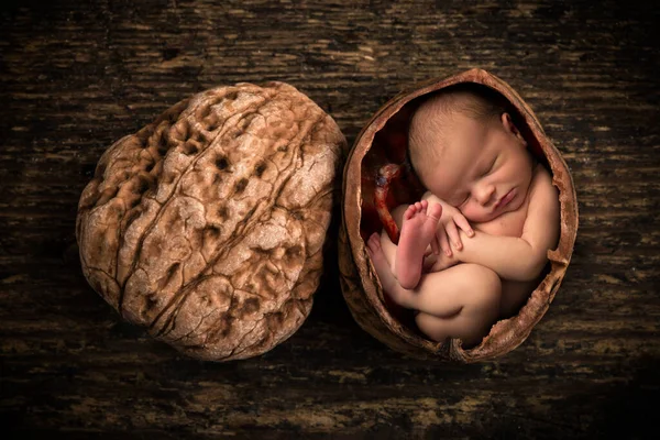 Kompozitní Obraz Novorozence Stočeného Klubíčka Jako Plod Otevřeném Ořechu — Stock fotografie