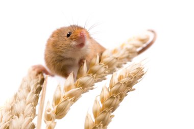 Mikroplar ya da Buğday tarlasında Fare Hasadı