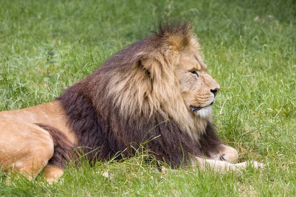 Νεαρό Αρσενικό Αφρικανικό Λιοντάρι Ξαπλωμένο Βοσκότοπους — Φωτογραφία Αρχείου