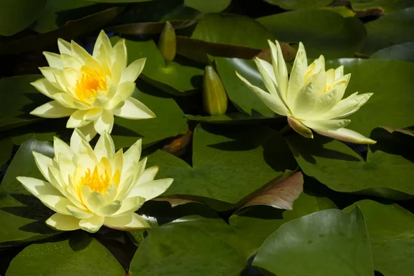 Beautiful Yellow Water Lilies Growing Exotic Garden — Stock Photo, Image