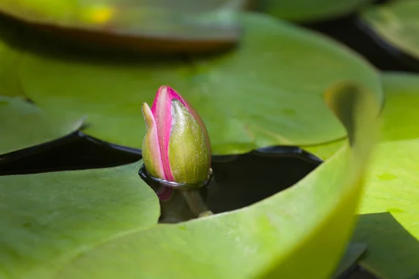 Pink Bud Holy Lotus Flower Exotic Garden — Stock Photo, Image