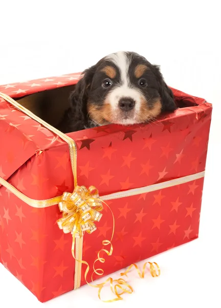 Christmas surprise doggy Royalty Free Stock Images