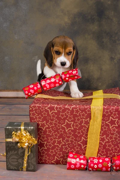 Christmas beagle puppy — Stock Photo, Image