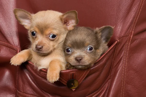 Cães Chihuahua em um bolso casaco — Fotografia de Stock