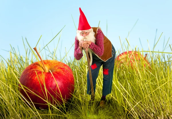 Garden gnome and apple — Stock Photo, Image