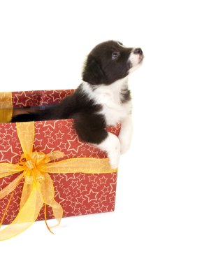 Noel köpek yavrusu bir hediye yalvarıyor