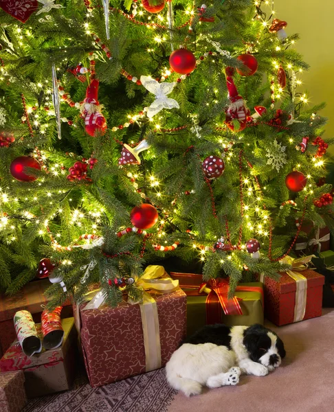 Cão sonolento com natal — Fotografia de Stock