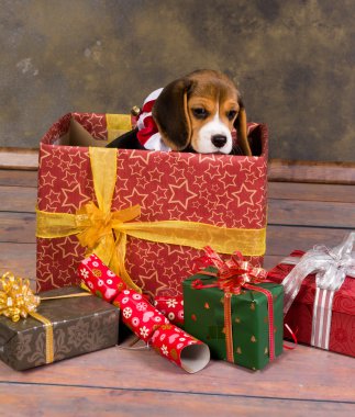 Beagle yavru köpek Noel hediyesi