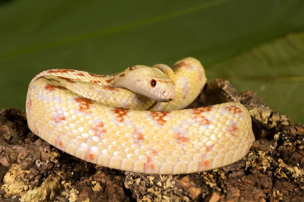 Stočené bullsnake — Stock fotografie