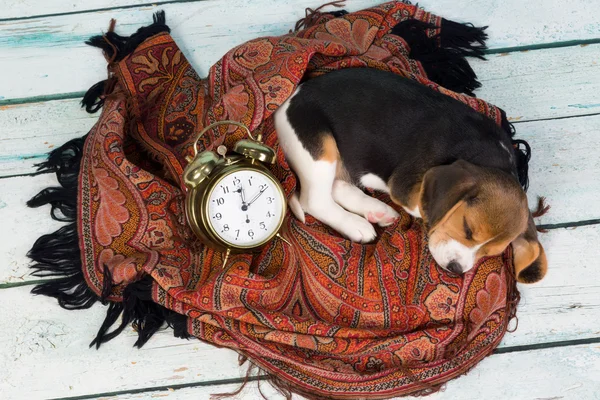 Puppy sleeping with alarm clock — Stock Photo, Image
