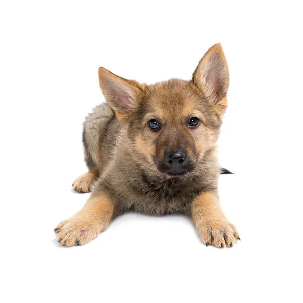 Shepherd puppy — Stock Photo, Image