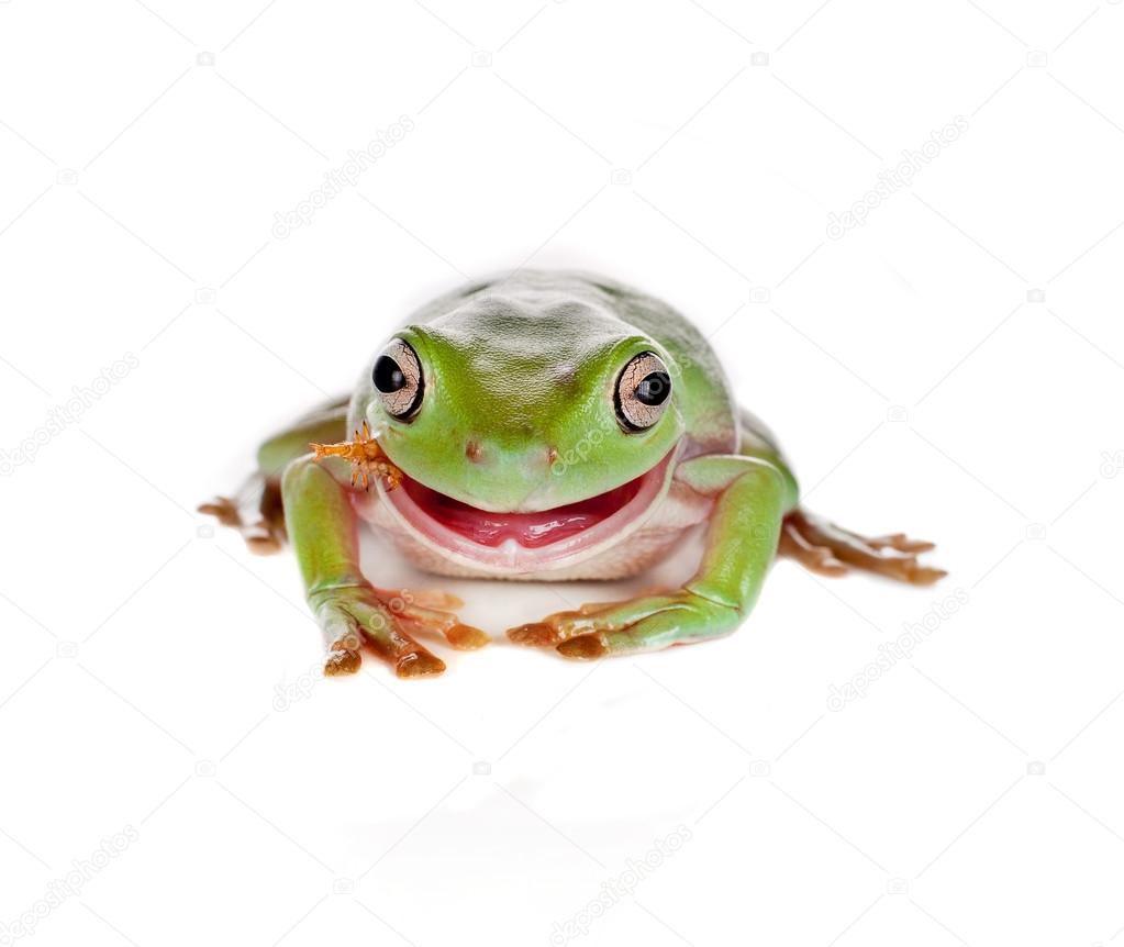 eating tree frog stock