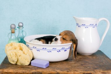 Lavabo içinde uykulu köpek yavrusu