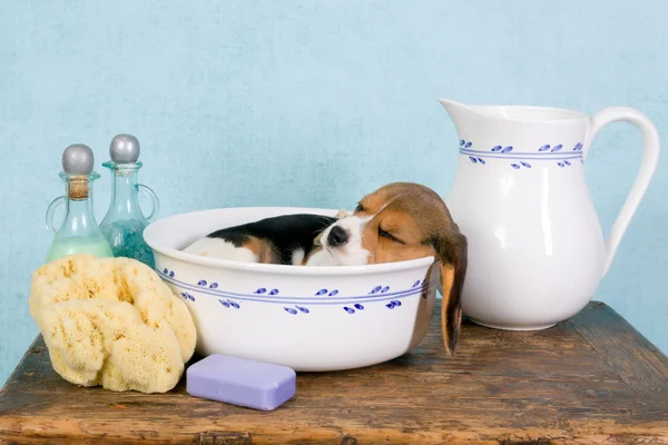 Sleepy puppy in wash basin — Stock Photo, Image