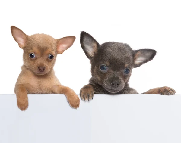 Chihuahua banner — Stockfoto