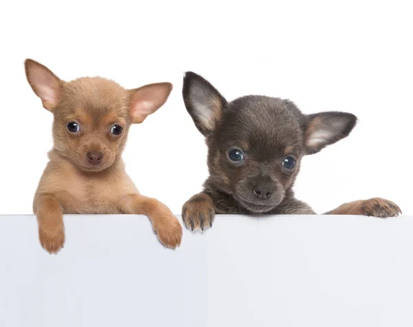 Bandiera Chihuahua — Foto Stock