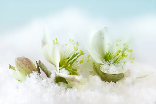 Helleborus blomma i snö — Stockfoto