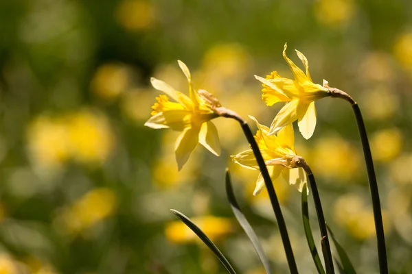 Closeup narcisy — Stock fotografie