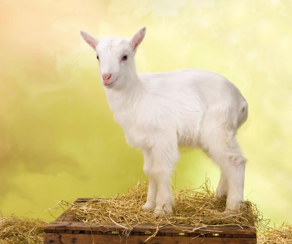 Cabra bebé curiosa — Foto de Stock