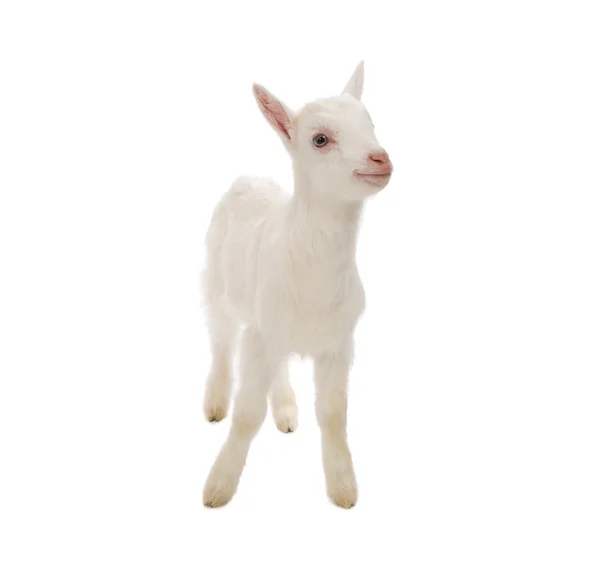 Geïsoleerde baby melk geit — Stockfoto