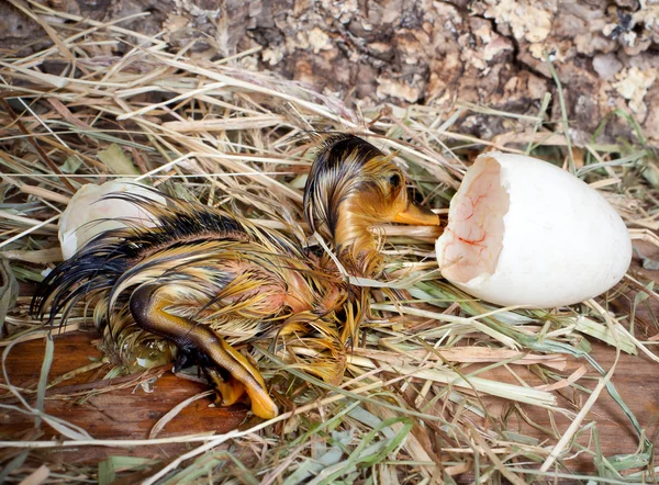 Wet hatched duckling — Stock Photo, Image