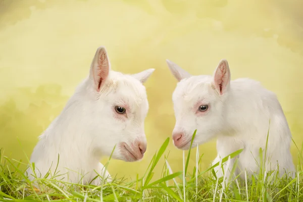 Gémeos de cabras bebés — Fotografia de Stock