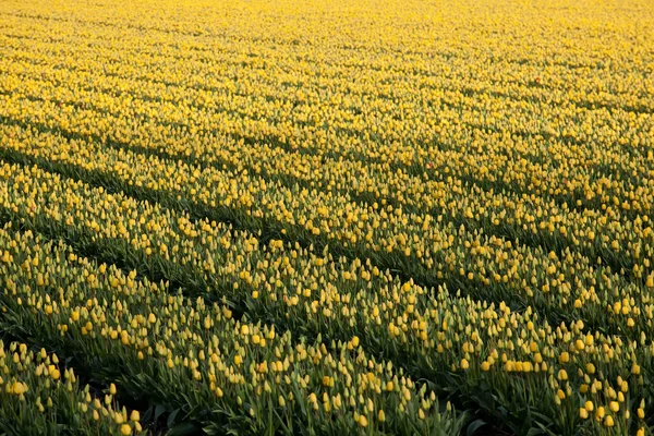Holanda en primavera — Foto de Stock