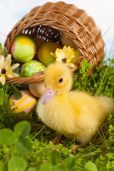 Duckling with easter eggs — Stock Photo, Image