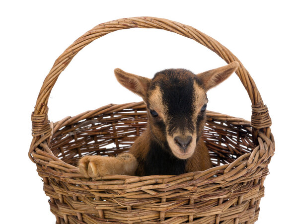 Baby goat in wicker basket