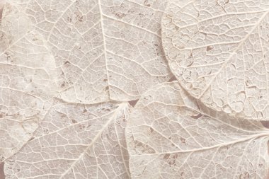 Dokulu arka plan bej bırakır