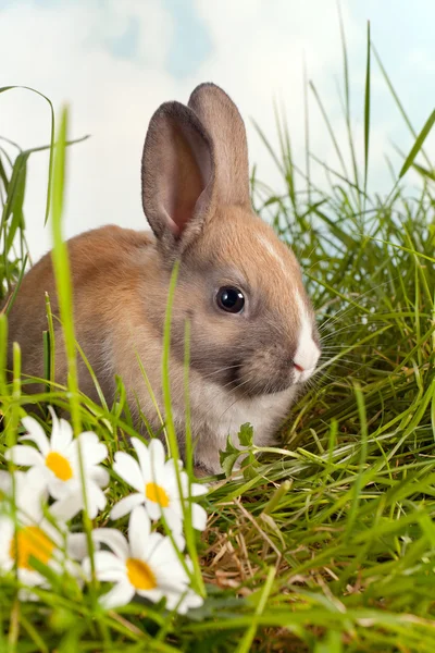 토끼 풀밭에서 — 스톡 사진