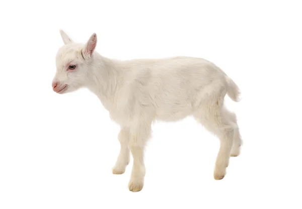 Koza biała baby na białym tle — Zdjęcie stockowe