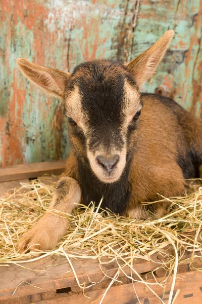 Kahverengi cüce bebek keçi — Stok fotoğraf