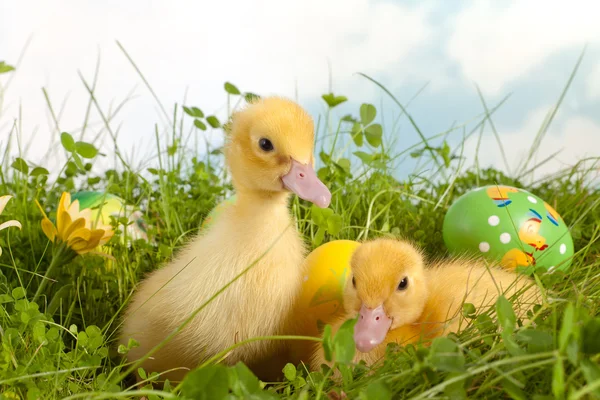 Osterküken im Gras — Stockfoto