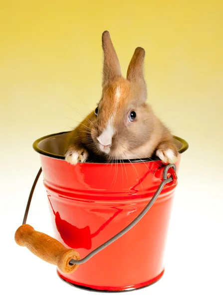 Bucket full of rabbit — Stock Photo, Image
