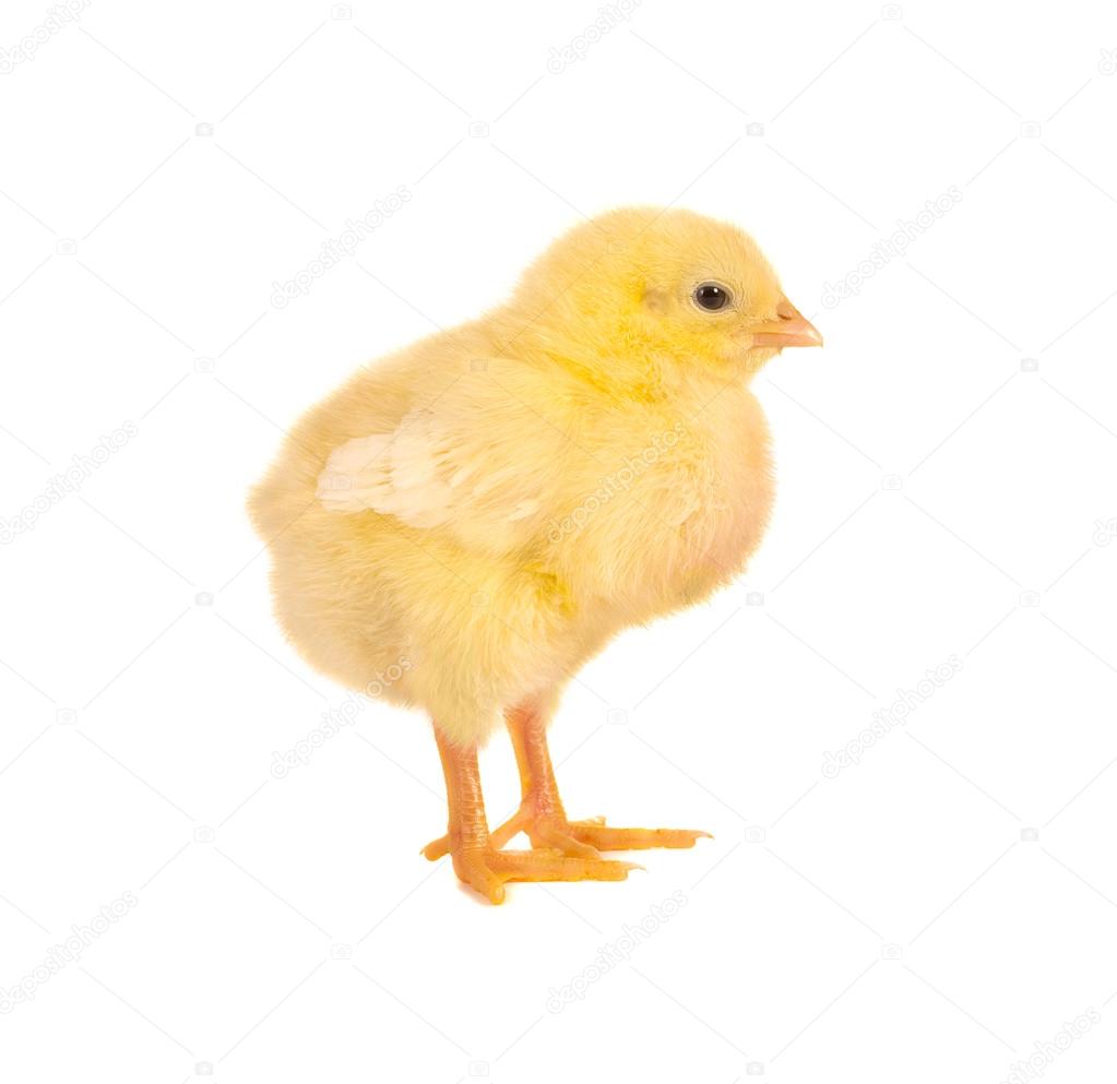 Newborn chick