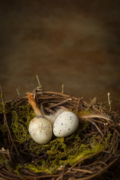 Весеннее гнездо — стоковое фото