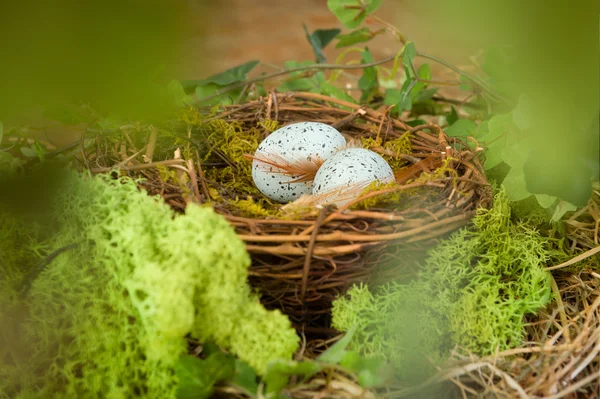 Huevos azules en el nido — Foto de Stock