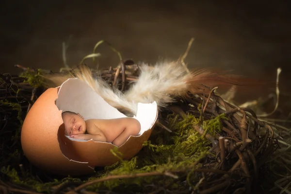 Baby in bird's nest — Stock Photo, Image