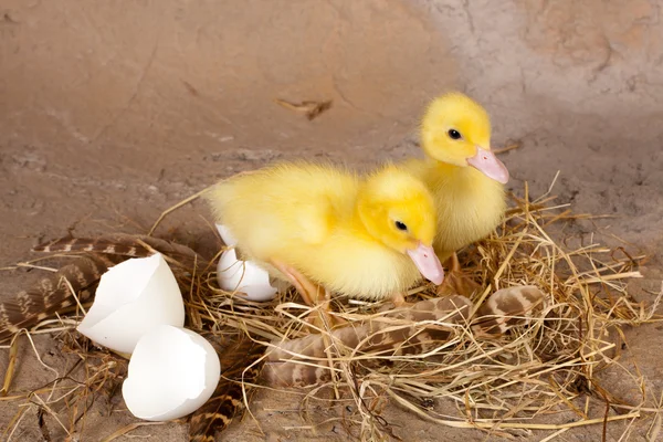 Fluffy easter ducklings — Stock Photo, Image